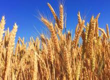 Grain Free Day