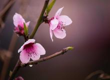 Peach Blossom Day