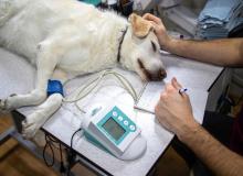 Pet CPR Day
