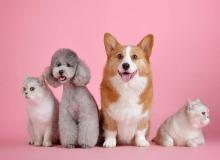 World Spay Day