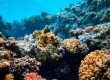 World Reef Day