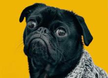 Ugliest Dog Day
