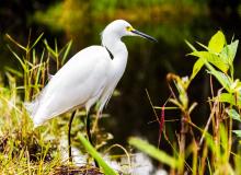 World Wildlife Day