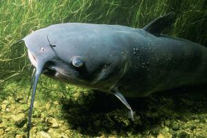 Catfish Day