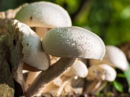 Mushroom Day