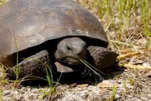 Gopher Tortoise Day
