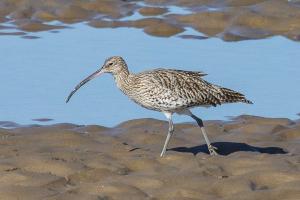 Curlew Day
