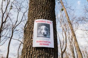 Missing Mutts Awareness Day