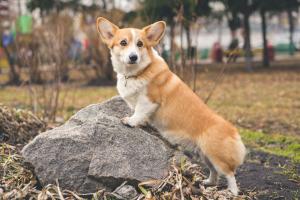 Welsh Corgi Dog Day