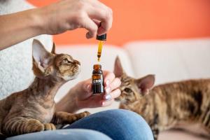 Pet CBD Day