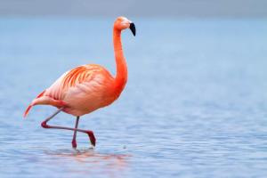 International Flamingo Day