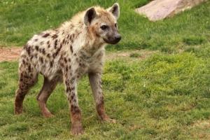 Hyena Day (International)