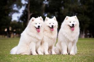Samoyed Dog Day