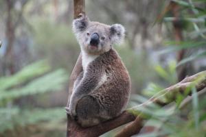 Wild Koala Day 