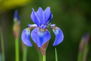 Iris Day