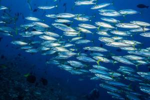 World Fish Migration Day
