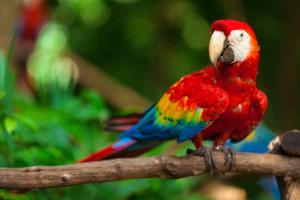 World Parrot Day
