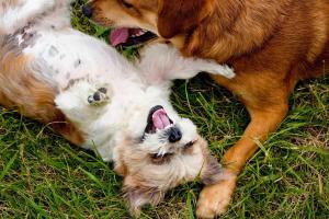 Mayday for Mutts