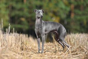 Greyhound Day