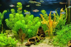 Clean Your Aquarium Day