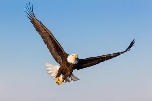 American Eagle Day