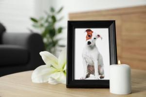 Pet Remembrance Day (UK)