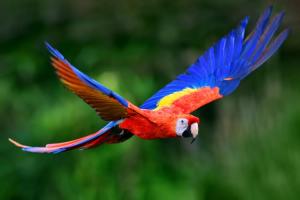 Macaw Day