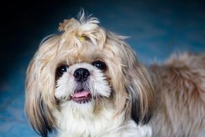 Shih Tzu Day
