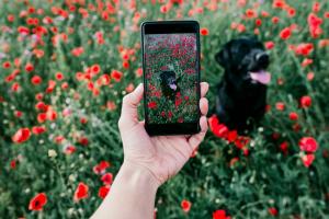 Dog Photography Day