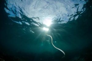 Sea Serpent Day