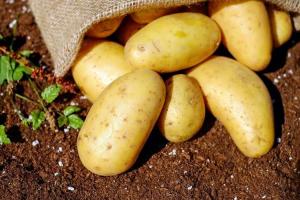 Potato Day