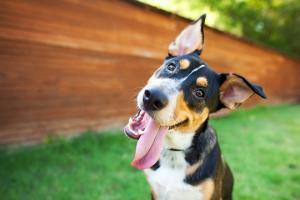 Dog Day