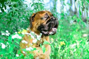 Holistic Pet Day