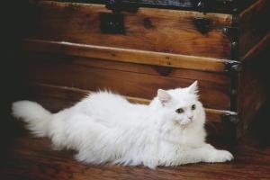 White Cat Day