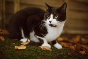 Tuxie Cat Appreciation Day