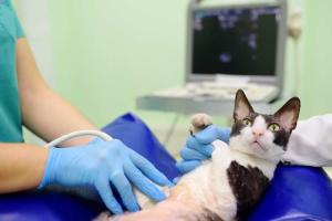 Cat & Dog Gut Health Awareness Day