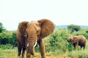 Elephant Appreciation Day