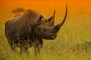 Rhino Day