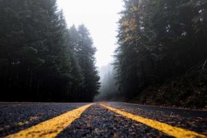 Roadkill Day