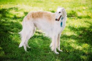 Sighthound Day
