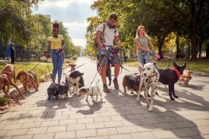 The World’s Largest Pet Walk