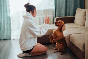 Pet Tricks Day