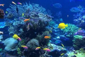 Fish Amnesty Day