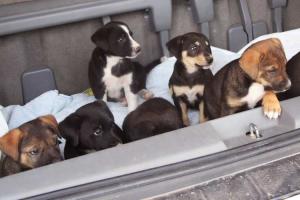 Puppy Mill Awareness Day