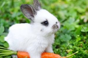 International Rabbit Day