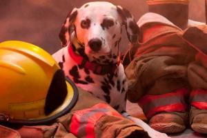 Fire Pup Day