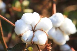 World Cotton Day