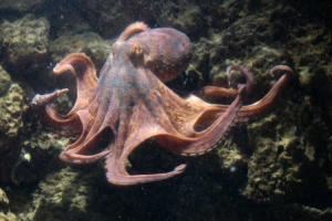 World Octopus Day