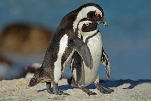 International African Penguin Awareness Day