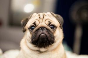 Pug Day